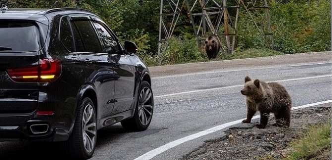 У лесных животных начинается гон: столкновение с транспортным средством может принести ущерб в тысячи евро